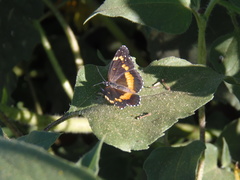 Chlosyne lacinia crocale