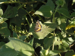 Chlosyne lacinia crocale