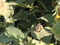 Chlosyne lacinia crocale