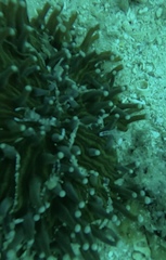 Ancylomenes magnificus