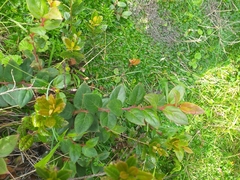 Gaultheria glomerata