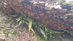 Asplenium ruprechtii