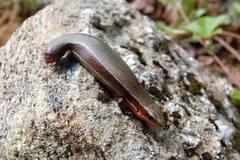 Plestiodon anthracinus anthracinus