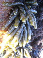 Splachnidium rugosum