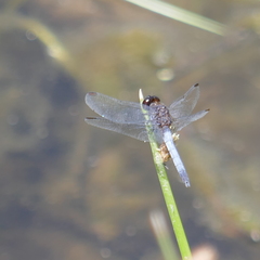 Erythrodiplax basifusca