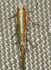 Cameraria quercivorella