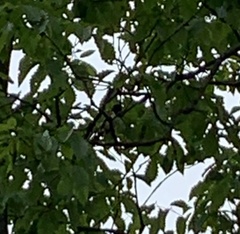 Pipilo erythrophthalmus