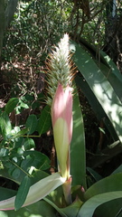 Aechmea kuntzeana