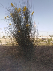 Fabaceae