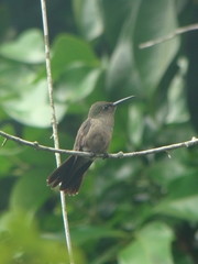 Eupetomena cirrochloris