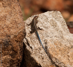 Trachylepis quinquetaeniata