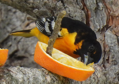 Icterus bullockii × galbula