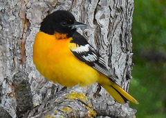 Icterus bullockii × galbula