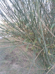 Fabaceae