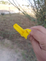 Fabaceae