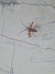 Megacyllene antennata