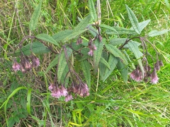 Aristeguietia glutinosa