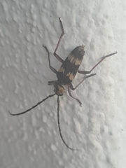 Megacyllene antennata