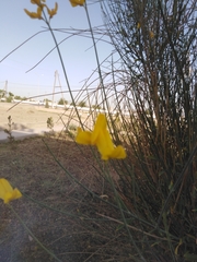 Fabaceae
