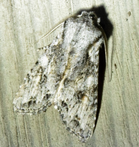 iNaturalist observation photo of Egira cognata