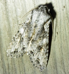 Egira cognata