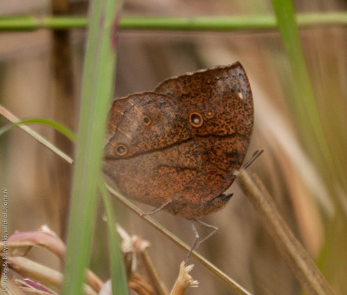 Jackson's Leaf Butterfly