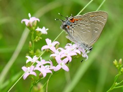 Satyrium calanus