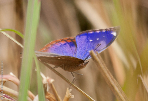 Jackson's Leaf Butterfly