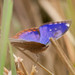 Jackson's Leaf Butterfly - Photo (c) Yvonne A. de Jong, some rights reserved (CC BY-NC-ND), uploaded by Yvonne A. de Jong