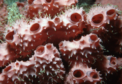 Didemnum spongioides