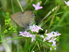 Satyrium calanus