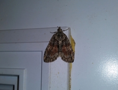 Hydriomena perfracta