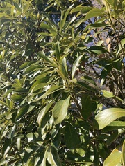 Lithocarpus edulis