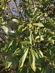 Lithocarpus edulis