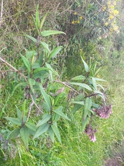 Aristeguietia glutinosa