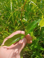 Thyrsanthella difformis