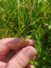 Thyrsanthella difformis