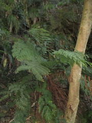 Cyathea capensis