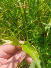 Thyrsanthella difformis