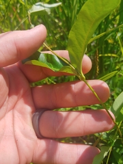 Thyrsanthella difformis