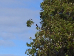 Phylidonyris novaehollandiae