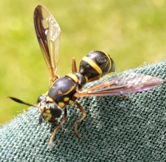 Sphiximorpha willistoni