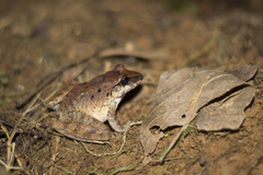 Craugastor raniformis