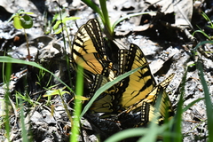 Papilio appalachiensis