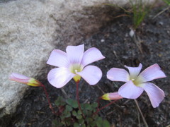 Oxalis commutata