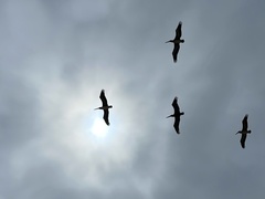 Pelecanus occidentalis