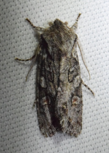 iNaturalist observation photo of Egira hiemalis