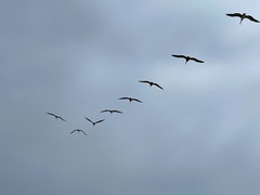 Pelecanus occidentalis