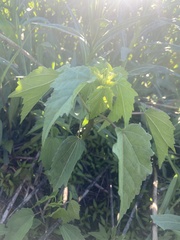 Hibiscus laevis