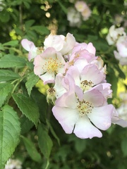 Rosa multiflora